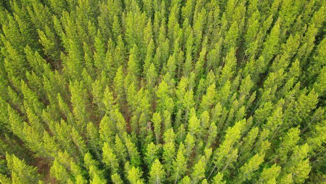 Pine forest aerial top view from above. Aerial flying circles around the pine forest.