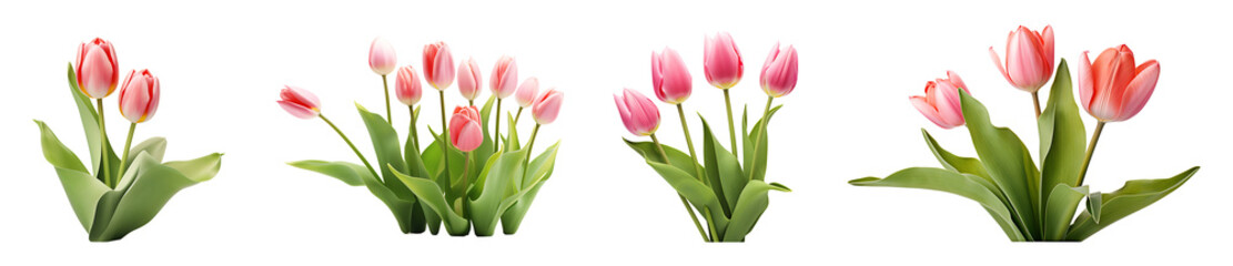 Tulip flowers are set transparent background. Tulips flowers png bundle - obrazy, fototapety, plakaty