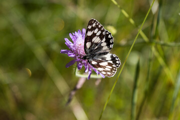 Schachbrettfalter auf einer lila blüte , Schmetterling