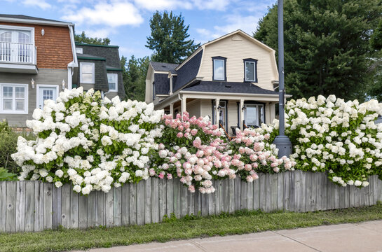 White and pink hydrangea flowers spilling over the top of a wooden fence, houses in background, nobody