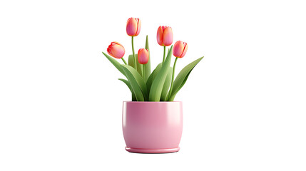 Tulip flowers with pot transparent background. Tulips flowers png 