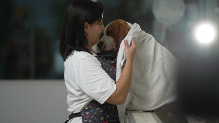 Pet Store Groomer Cares for Beagle After Bath/ Female Employee Carries Dog wrapped in towel ready...
