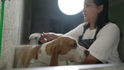 Professional Dog Grooming Services at a Local Pet Shop. Female employee Washing Dog Beagle with...
