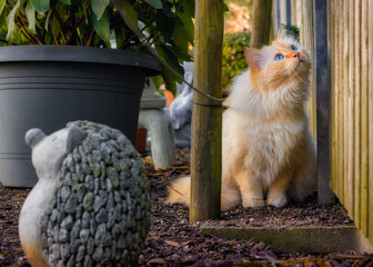 Fluffy blue-eyed cat sitting at a fence next to a hedgehog figurine and watching birds