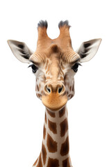 giraffe head  isolated on white background