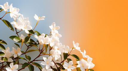 Blossoming branch jasmine on gradient background