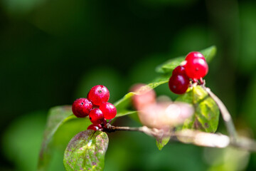 Close-up view at ripe red berries of the European fly honeysuckle (Lonicera xylosteum) with some green leaves
