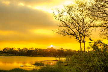 Silhouette of trees on the green grass by the pond against the dusk sky in Surabaya