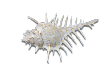 Murex scolopax sea snail also called Woodcock murex or False Venus Comb, isolated on transparent or white background, png