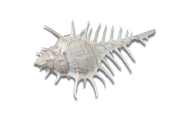 Murex scolopax sea snail also called Woodcock murex or False Venus Comb, isolated on transparent or white background, png