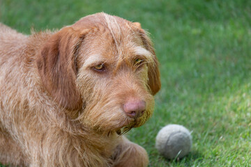Portrait picture of a Wired Haired Vizsla with a tennis ball