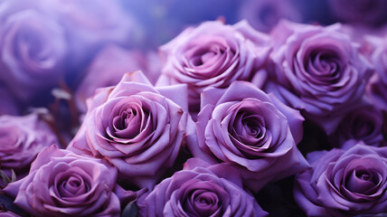 Naklejka premium mehrere lila violet Rosen in Blütezeit. Querformat. Generative Ai.