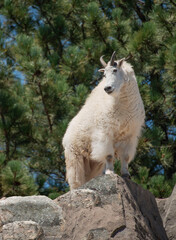 Mountain goat male is called a billie standing on rocky ledge of cliff in Colorado, USA