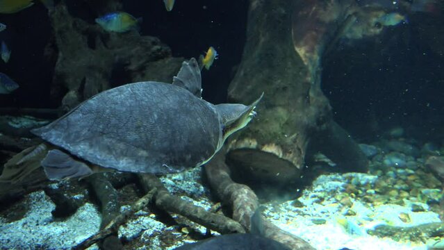 Tortue &agrave; nez de cochon