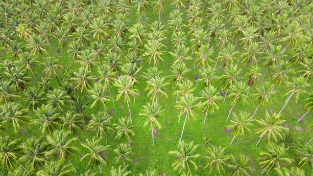 Aerial drone view of tropical coconut tree plantation in Prachuap Khiri Khan, Thailand