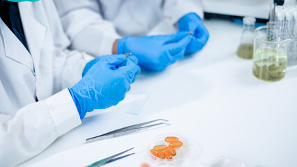Fototapeta premium Close up look of Scientist sliced tissue of plants, herb and leaf or working and testing a tissue of plants result of natural product and organic cosmetic health care. eco laboratory microbiology.