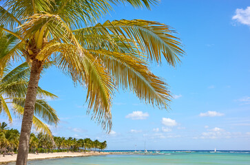 Coconut palm trees at a tropical beach, Yucatan Peninsula, Mexico.