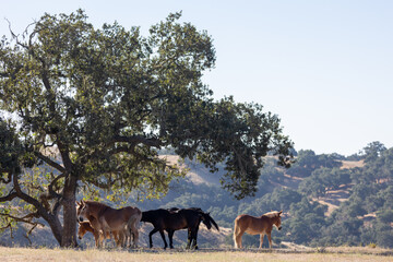 Naklejka na ściany i meble Mules and Horses Under an Oak Tree in California