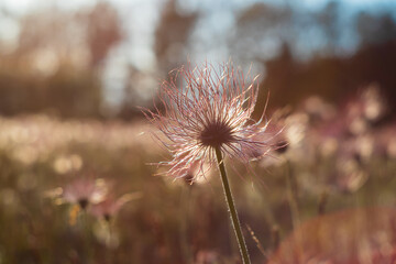 Pasque flowers on spring field. Photo Pulsatilla grandis with nice bokeh.