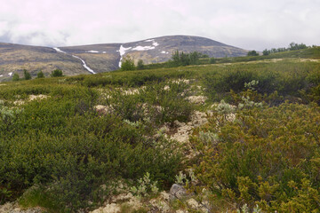 Der Dovrefjell Nationalpark in Norwegen mit seinen charakteristische Pflanzen und Wegen. Gesehen auf dem Pilgerweg St. Olavsweg, Gamle Kongevegen auf dem Weg von Oslo nach Trondheim.