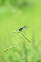closeup the dark blue dragonfly hold on grass plant leaf soft focus natural green brown background.