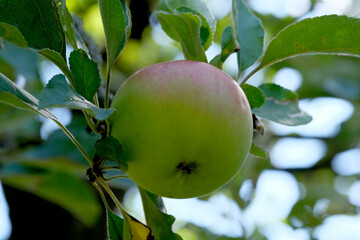 Apples ripen on a branch