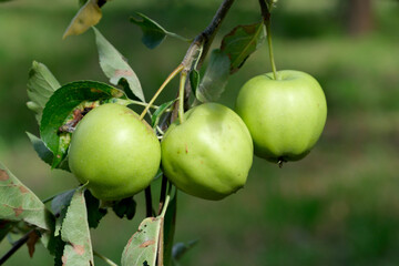 Apples ripen on a branch