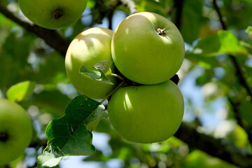 Apples ripen on a branch