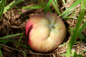 An apple lies on the ground in the grass