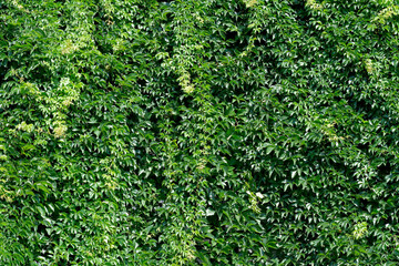 Floral background thickets of wild grapes