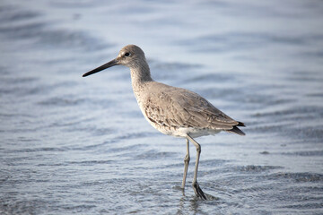 Wading Sandpiper Bird