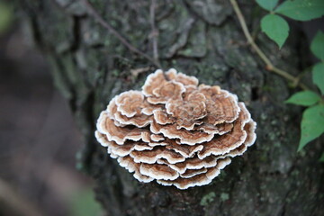 Turkey tail mushroom on a log