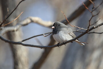 Gray and White Junco bird on branch