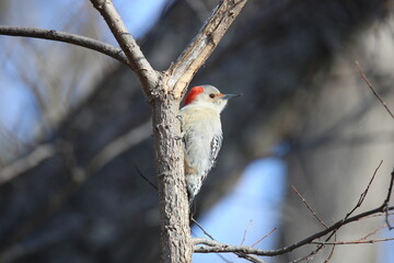 Red-bellied woodpecker bird on tree