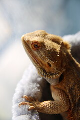 Closeup bearded dragon