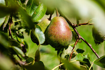 Obraz premium pear on a tree