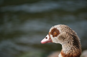 Gans