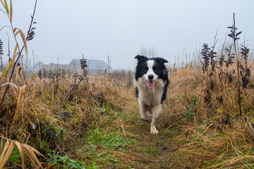 Naklejka na ściany i meble Pet activity. Cute puppy dog border collie running in autumn park outdoor. Pet dog on walking in foggy autumn fall day. Hello Autumn cold weather concept