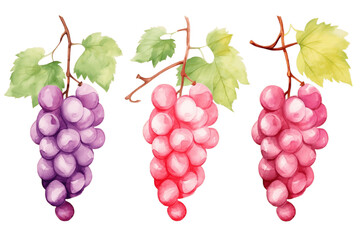 Vector Grapes Set of Grapes and Vine Leaves Watercolor. Generative AI