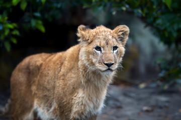 Fototapeta na wymiar Close Lion cub in savannah of National park of Kenya, Africa