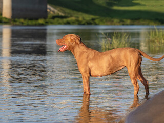 Cute dog swimming in the river on a clear, sunny day. Closeup, outdoors. Day light. Concept of care, education, obedience training and raising pets