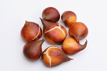 Tulip bulbs on a white background