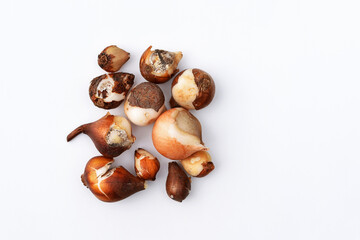 Obraz premium Unhealthy looking or damaged tulip bulbs, white background