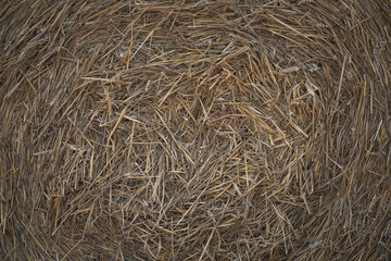 hay texture. dry cut grass. hay bales on the field