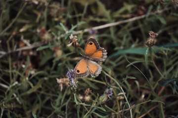 Orange butterfly with open wings in the middle of nature. Pyronia cecilia. 
