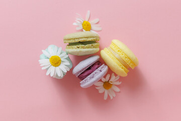 Set Color french macaroons on pink background with chamomile top view. Concept spring mood, gift...