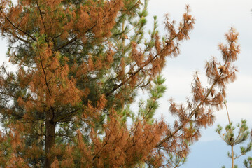 Close-up of pine tree affected by brown band fungus (Mycrosphaerella dearnessii).