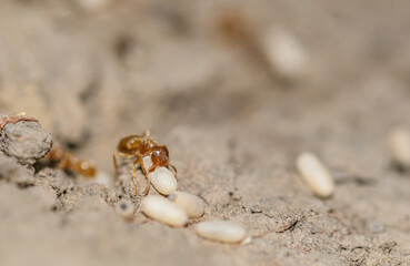 Close-up of ant moving the eggs
