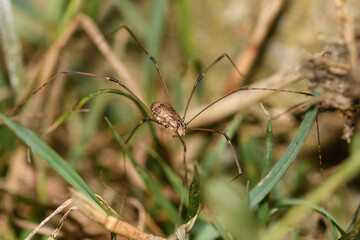 Close-up of a harvestman on the ground