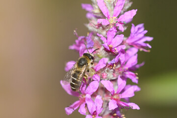 Close-up solitary bee feeding on lythrum salicariaflowers